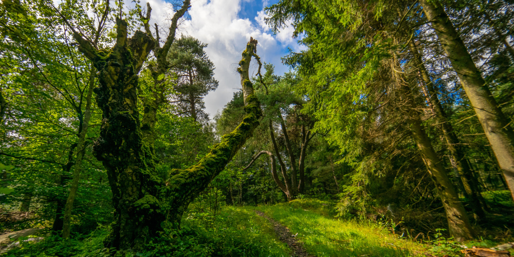 Det bornholmske landbrug står stærkere i  fremtiden, hvis vi lykkes med den grønne trepart